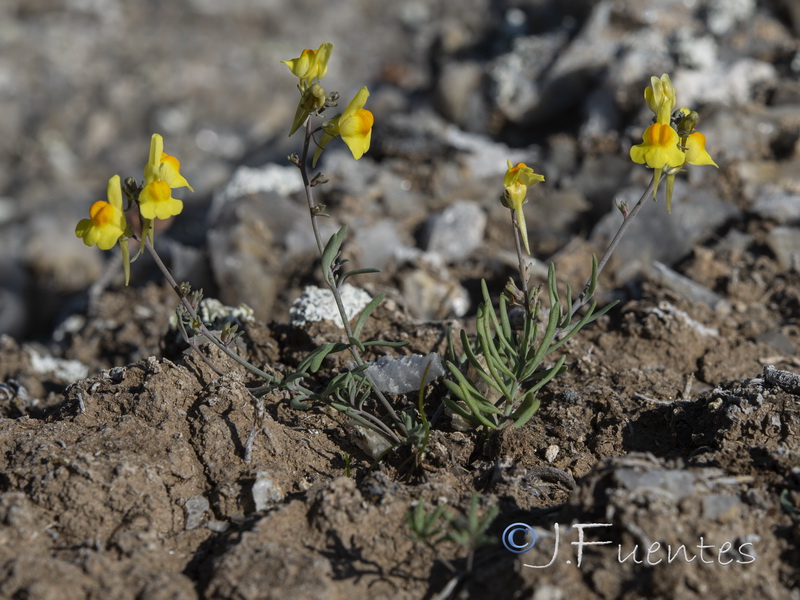 Linaria oblongifolia aragonensis.04