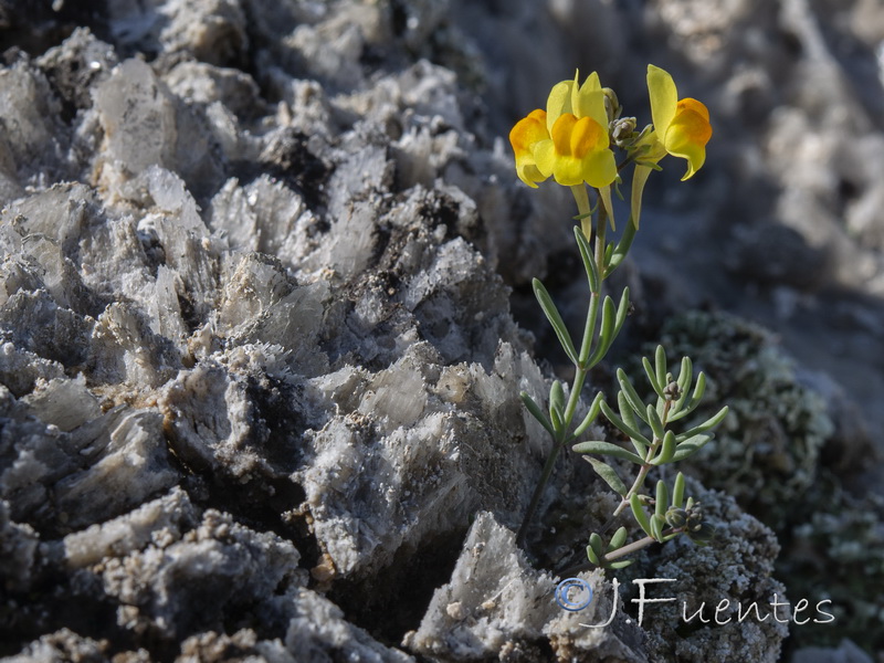 Linaria oblongifolia aragonensis.05