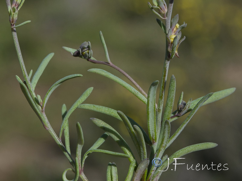 Linaria oblongifolia aragonensis.07