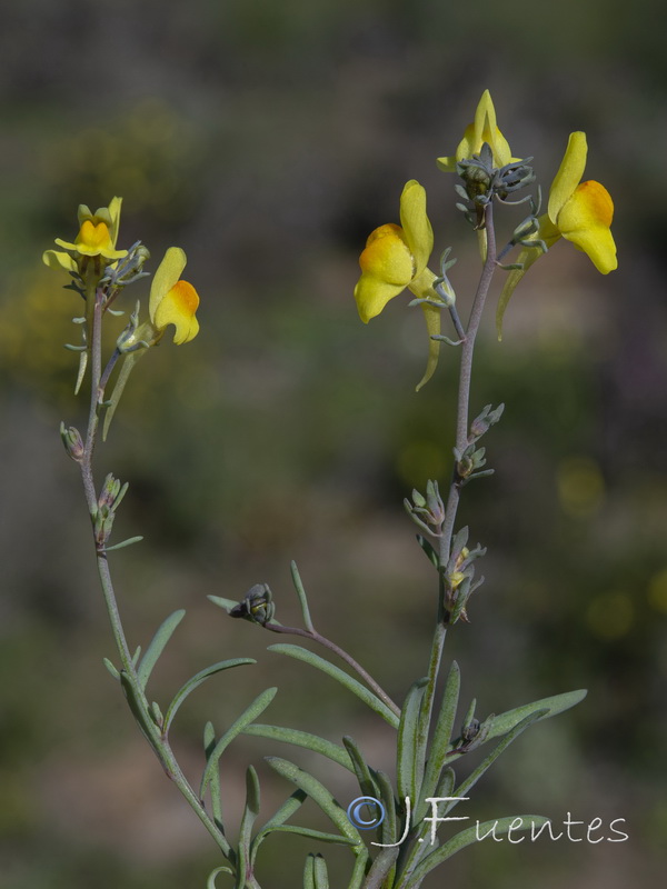 Linaria oblongifolia aragonensis.12