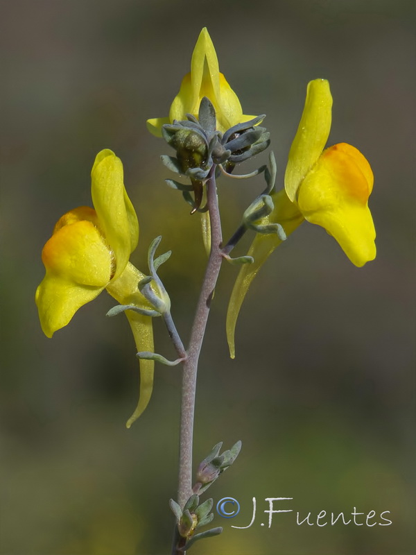 Linaria oblongifolia aragonensis.15