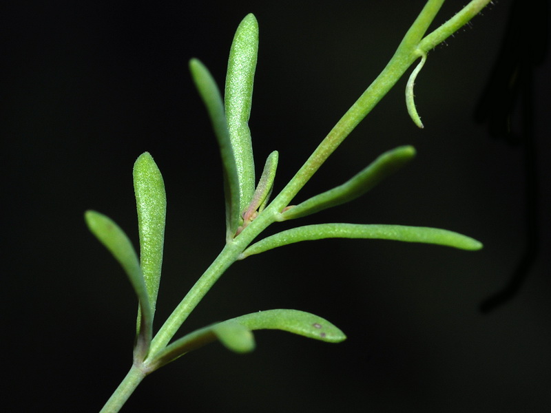 Linaria oblongifolia benitoi.07