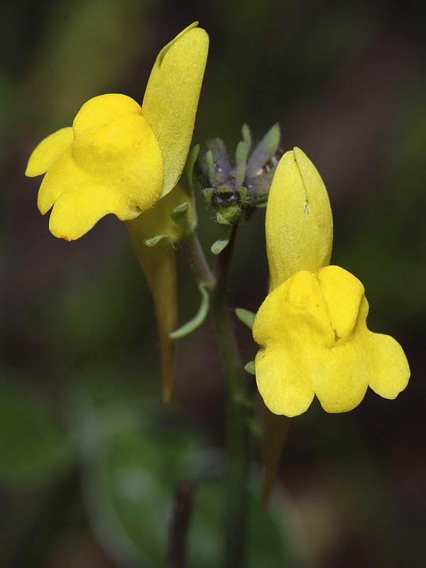 Linaria oblongifolia benitoi.08