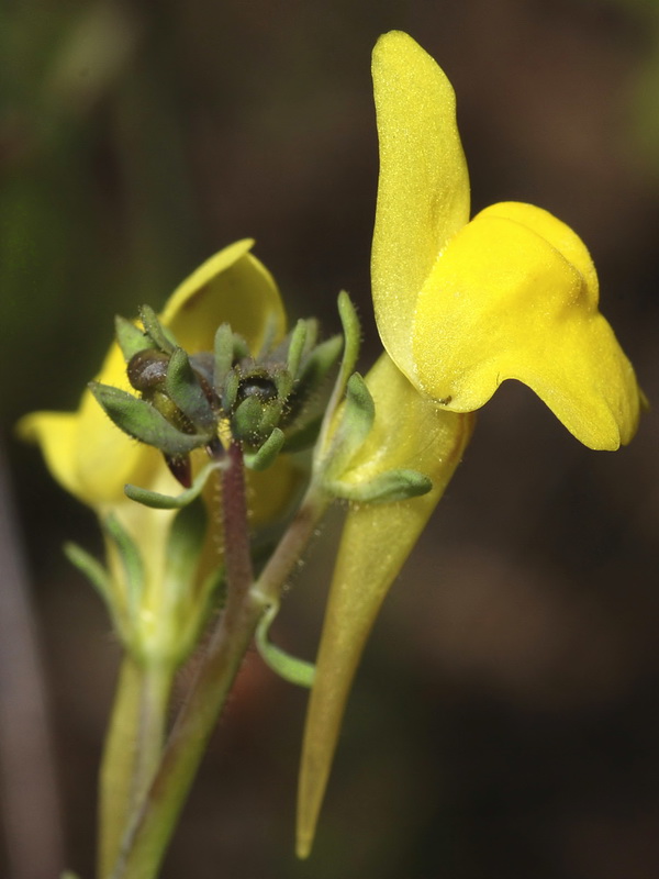 Linaria oblongifolia benitoi.12
