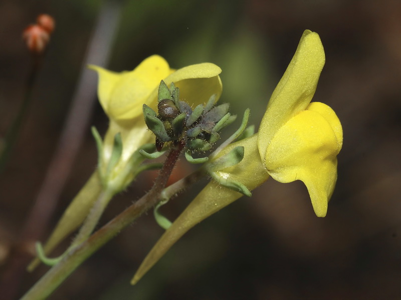 Linaria oblongifolia benitoi.14