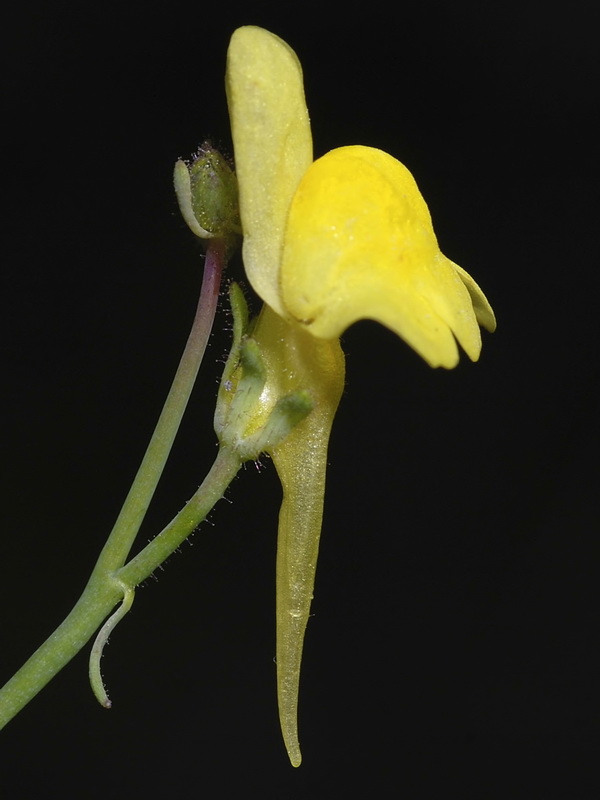 Linaria oblongifolia benitoi.16