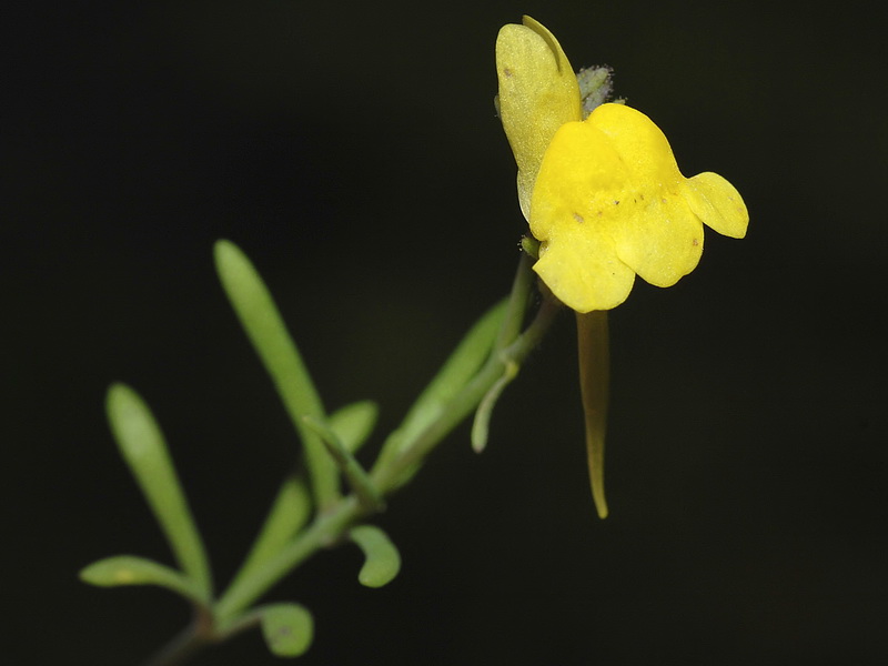 Linaria oblongifolia benitoi.20