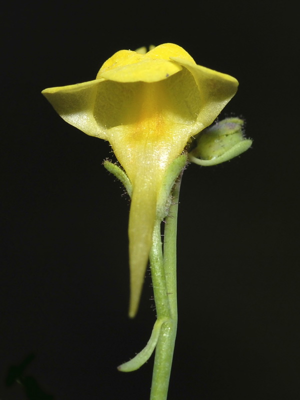 Linaria oblongifolia benitoi.21