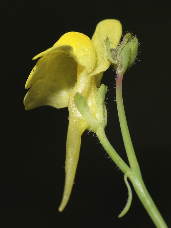Linaria oblongifolia benitoi.22