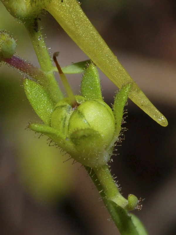 Linaria oblongifolia benitoi.27