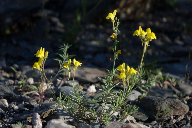 Linaria oblongifolia benitoi.28