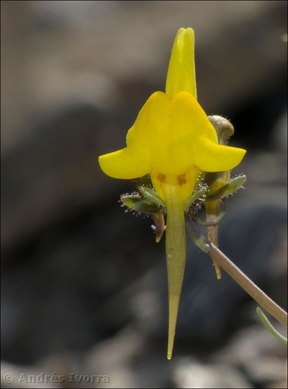 Linaria oblongifolia benitoi.29