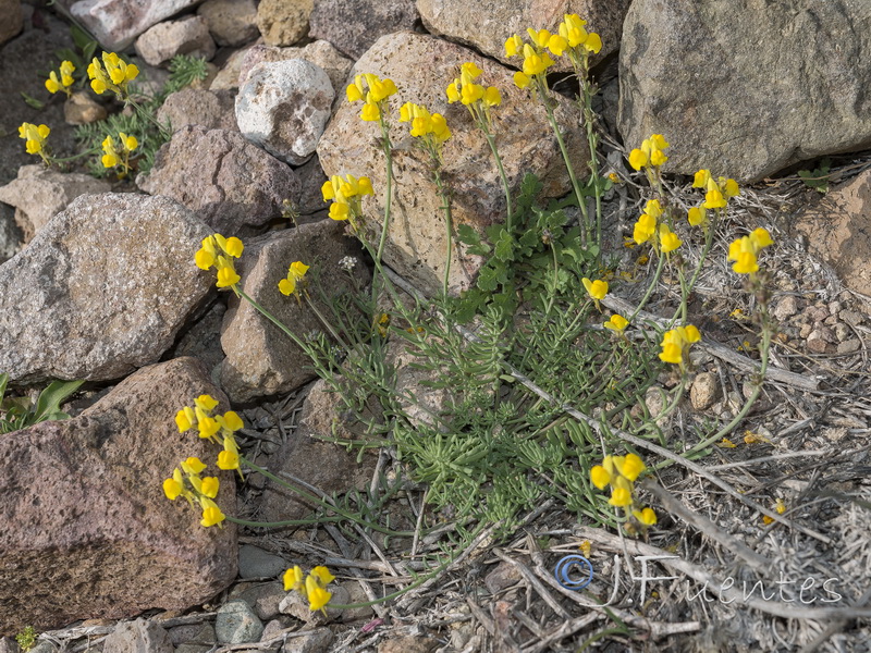 Linaria oblongifolia benitoi.30