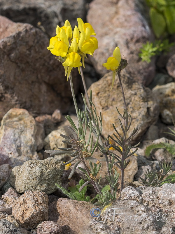 Linaria oblongifolia benitoi.31