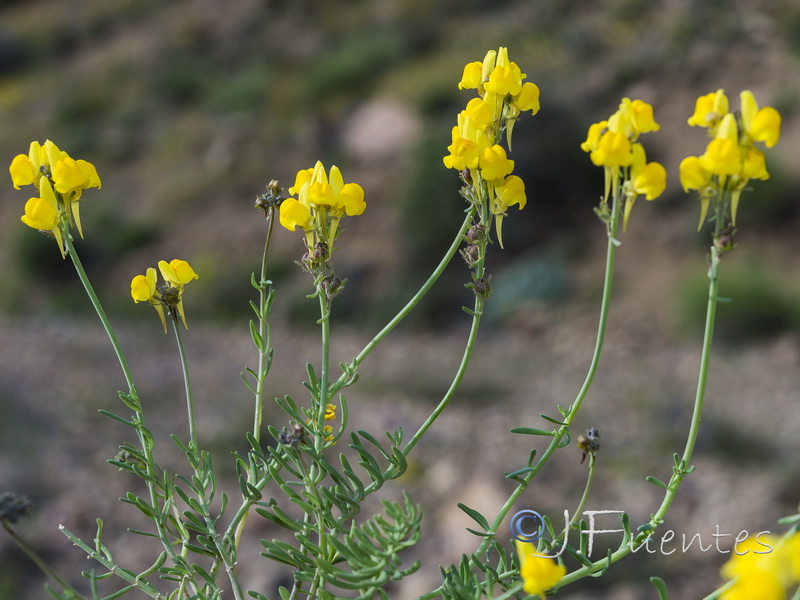 Linaria oblongifolia benitoi.32