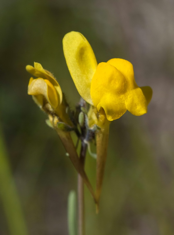 Linaria oblongifolia haneseleri.11