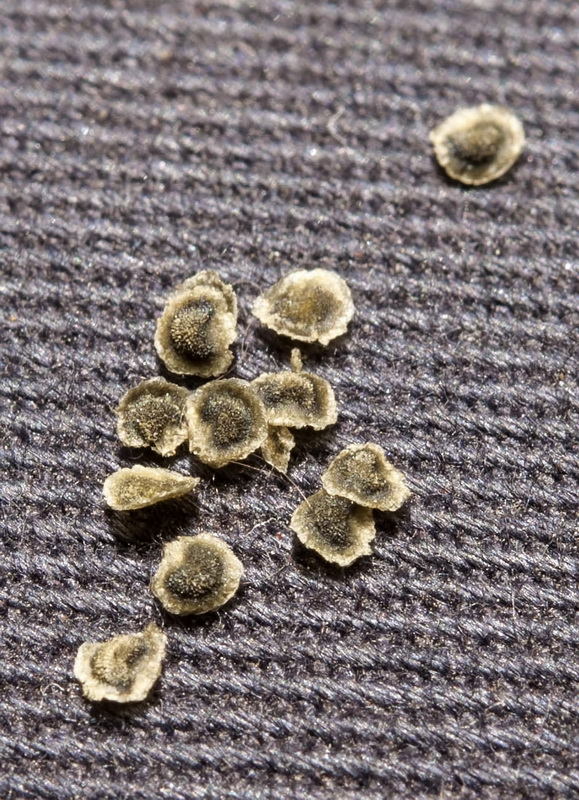 Linaria oblongifolia haneseleri.13