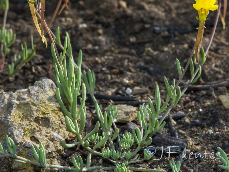 Linaria oblongifolia haneseleri.16