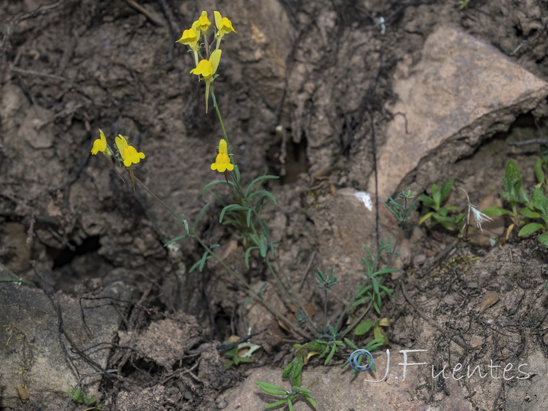 Linaria oblongifolia haneseleri.19