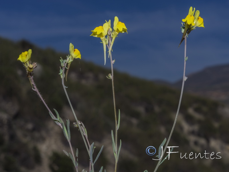 Linaria oblongifolia haneseleri.22