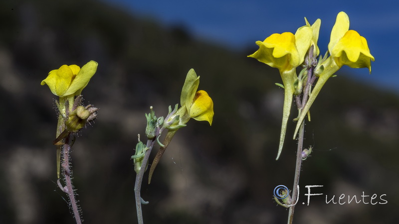 Linaria oblongifolia haneseleri.23