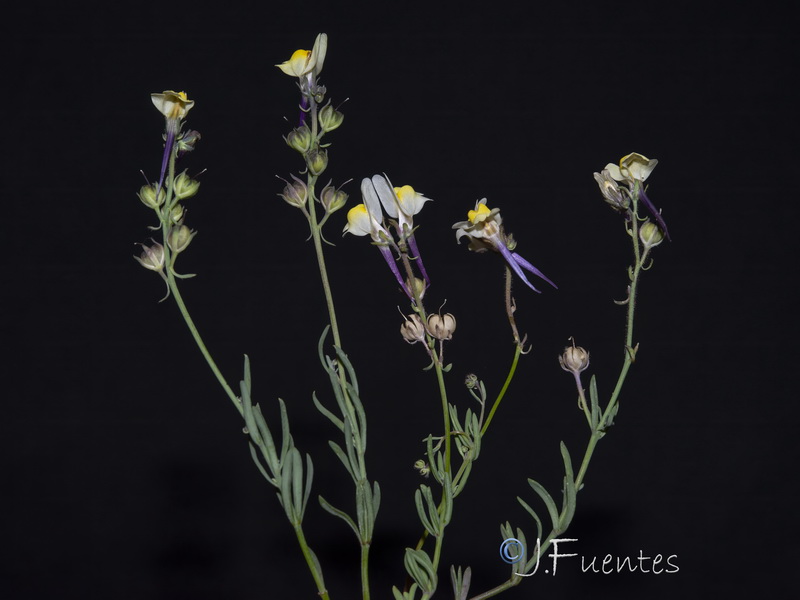 Linaria oblongifolia haneseleri.30