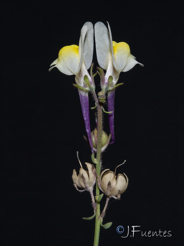 Linaria oblongifolia haneseleri.31