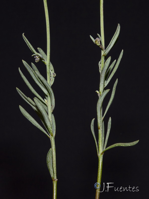 Linaria oblongifolia haneseleri.33