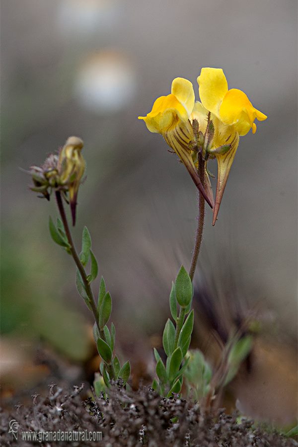 Linaria oblongifolia oblongifolia