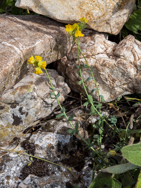 Linaria oblongifolia oblongifolia.02