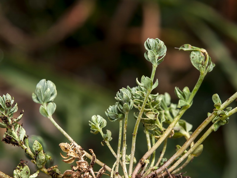 Linaria oblongifolia oblongifolia.03