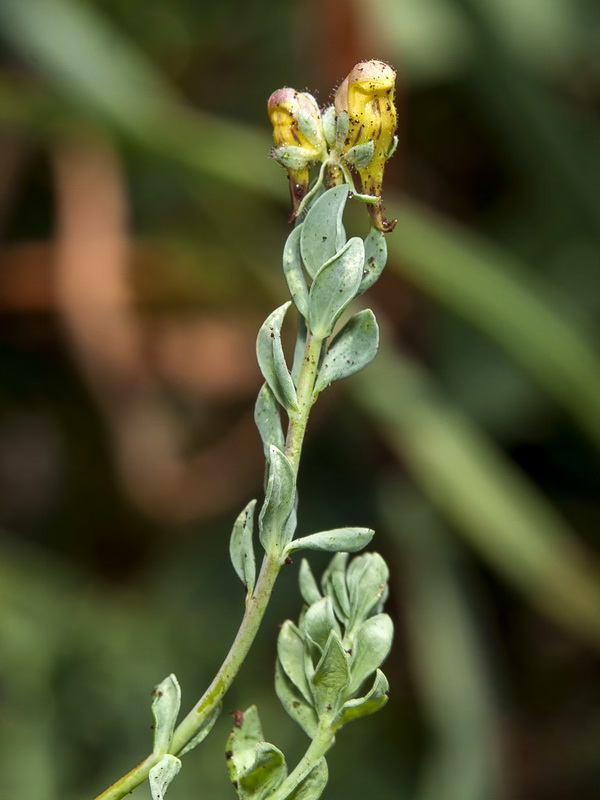 Linaria oblongifolia oblongifolia.04