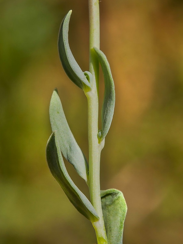 Linaria oblongifolia oblongifolia.05