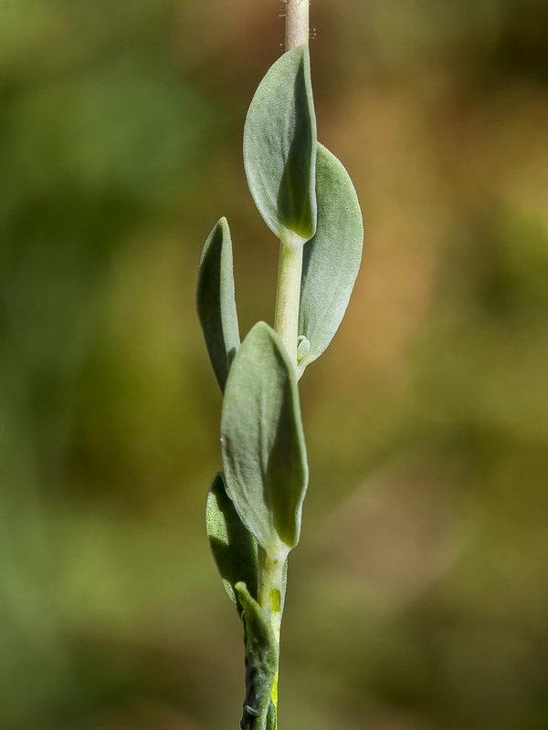 Linaria oblongifolia oblongifolia.06