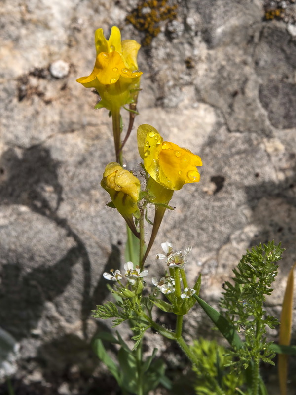 Linaria oblongifolia oblongifolia.07