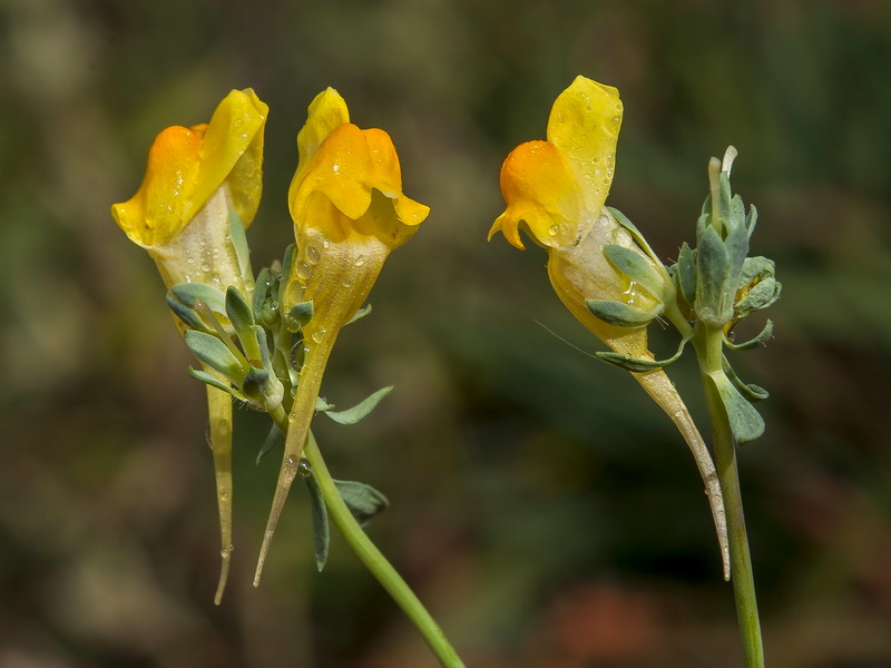 Linaria oblongifolia oblongifolia.10