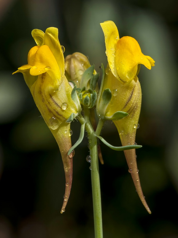 Linaria oblongifolia oblongifolia.13