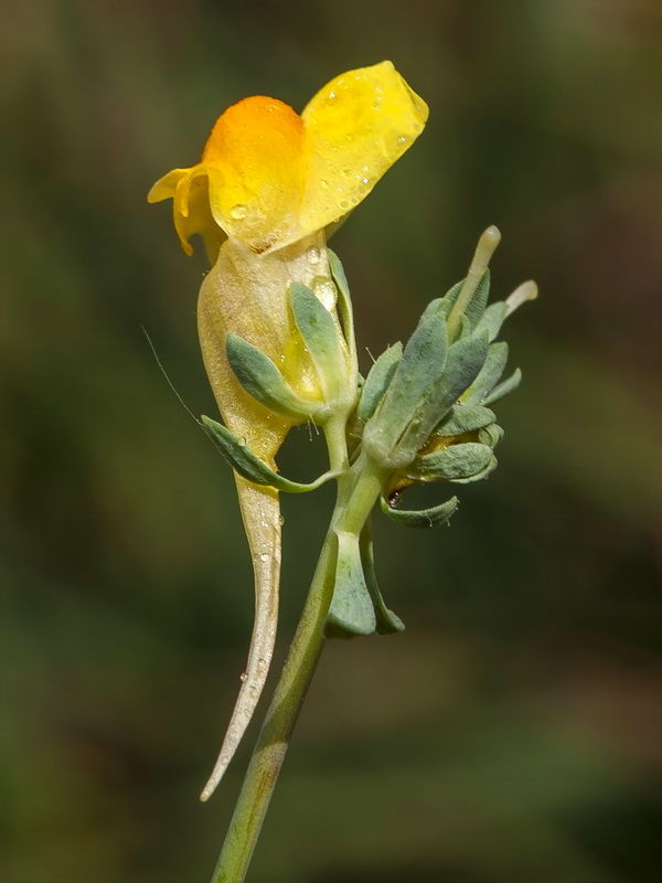 Linaria oblongifolia oblongifolia.17