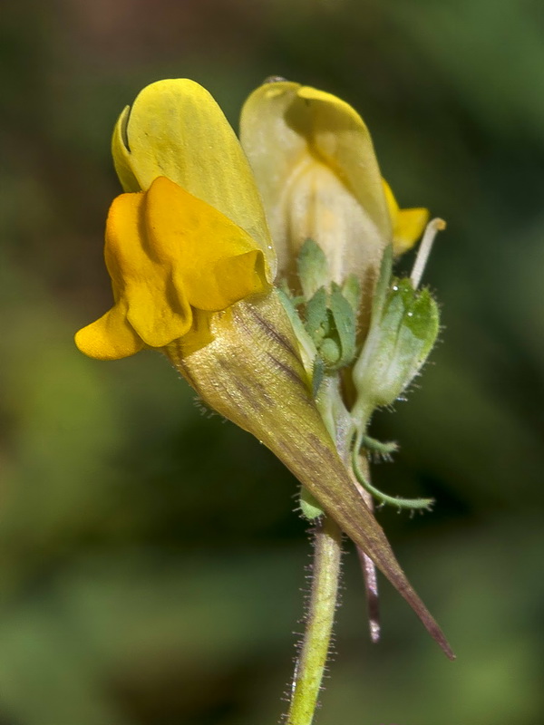 Linaria oblongifolia oblongifolia.20