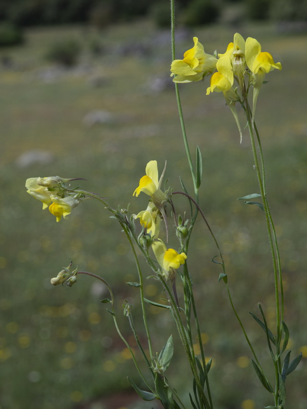 Linaria oblongifolia oblongifolia.24