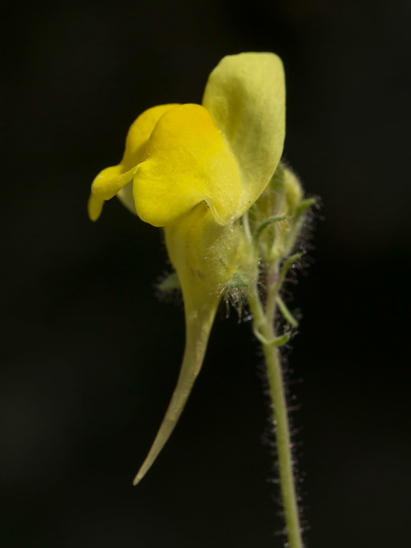 Linaria oblongifolia oblongifolia.30