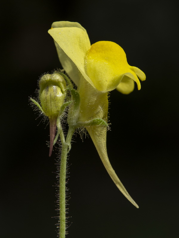 Linaria oblongifolia oblongifolia.31