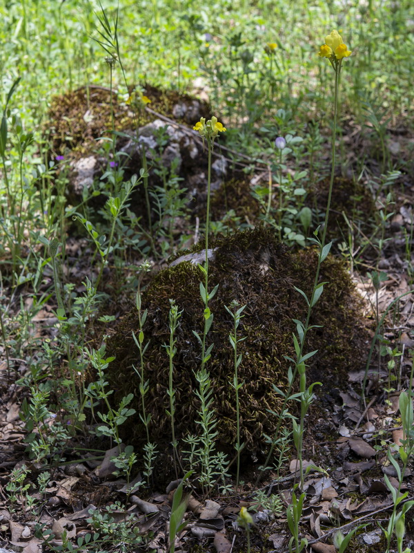 Linaria oblongifolia oblongifolia.01