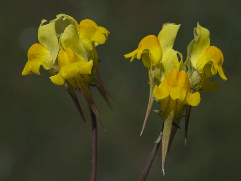 Linaria oblongifolia oblongifolia.34