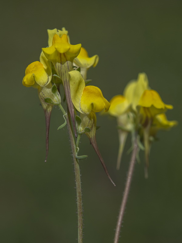 Linaria oblongifolia oblongifolia.11