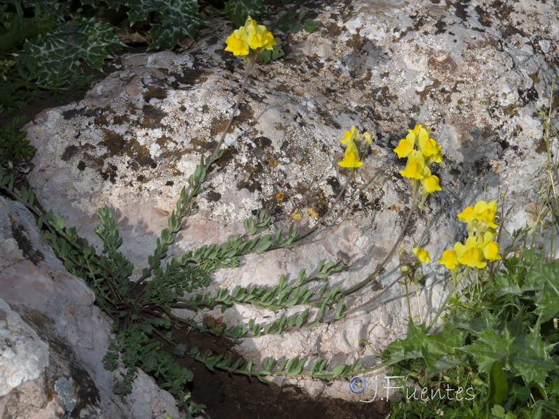 Linaria oblongifolia oblongifolia.38