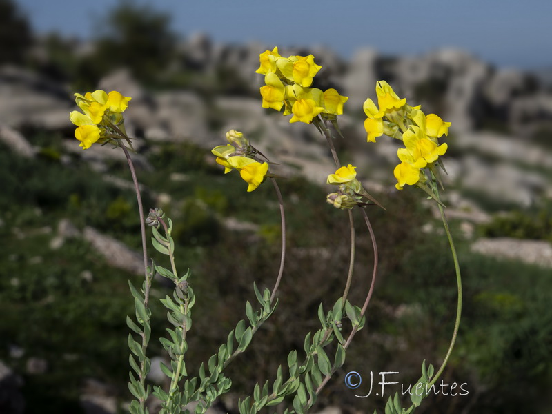 Linaria oblongifolia oblongifolia.40