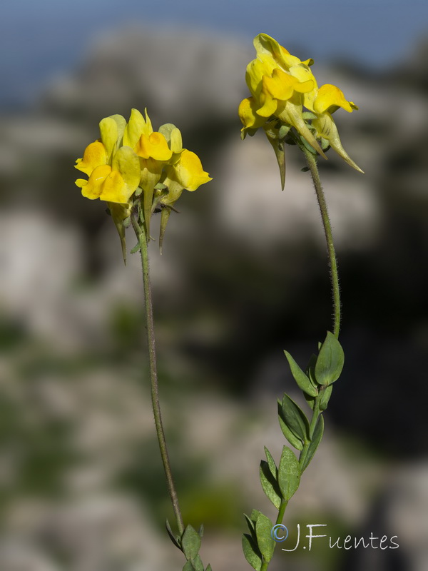 Linaria oblongifolia oblongifolia.41