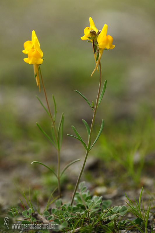 Linaria oligantha oligantha