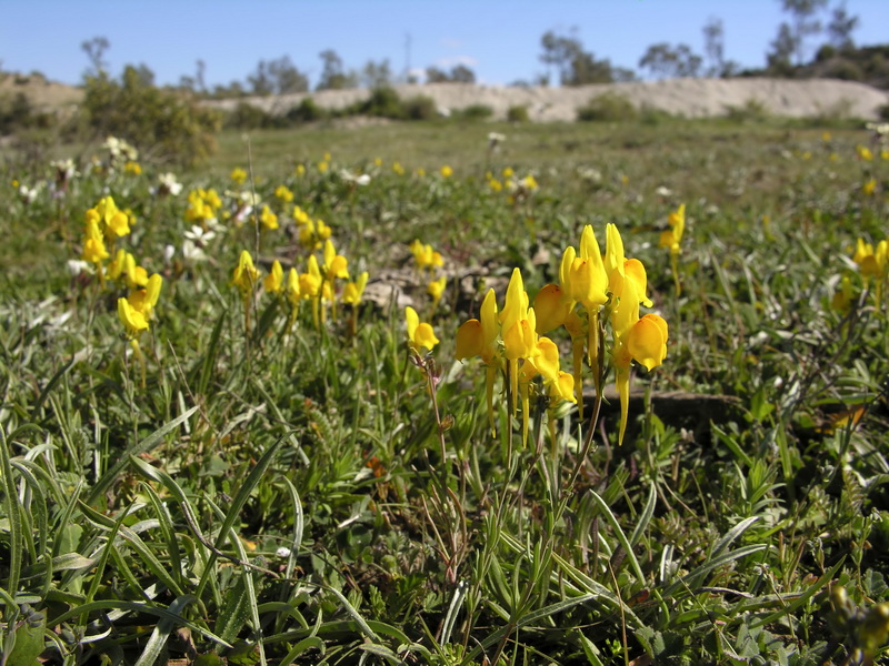 Linaria oligantha.01